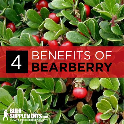 uva ursi bearberry extract